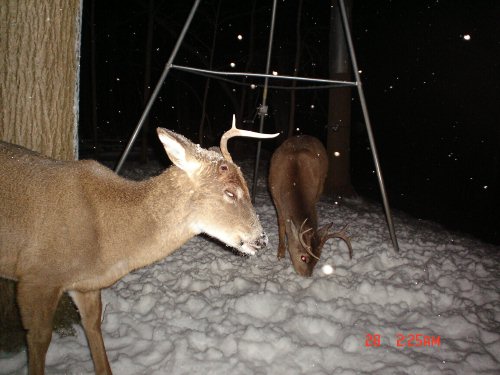 Antler shedding