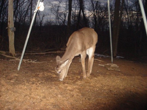 Shed antler