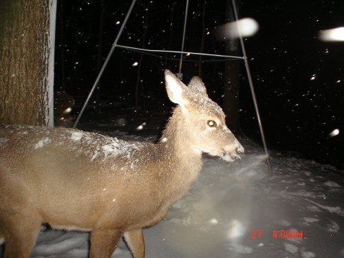 Whitetail deer in the snow