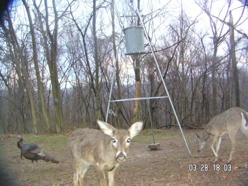 Deer with a brown nose