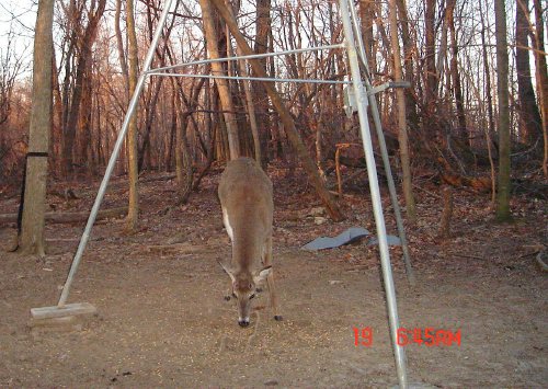 Whitetail Buck