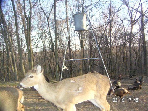 Whitetail button buck