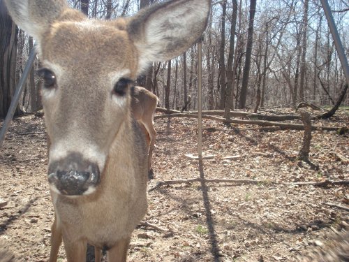 Close up of a whitetail doe