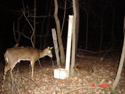 Deer raccoon standoff