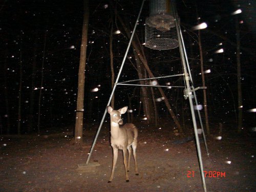 Whitetail doe in the snow