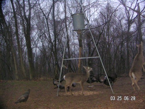 Fighting whitetail deer