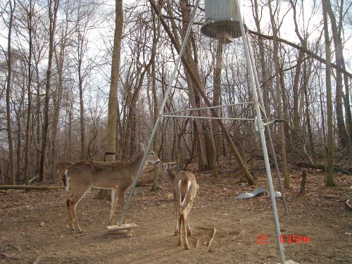 Two whitetail deer nose to nose