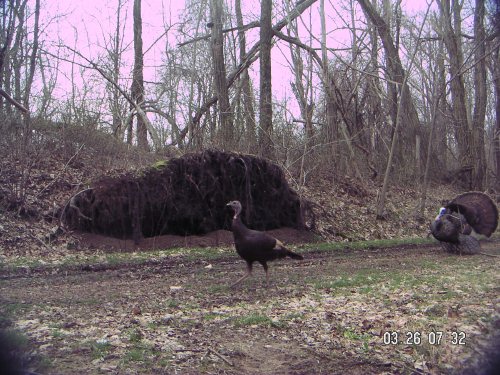 Turkey gobbler chasing a hen