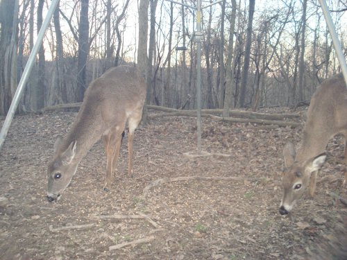 Two whitetail bucks