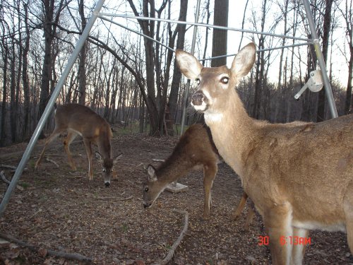 Whitetail bucks