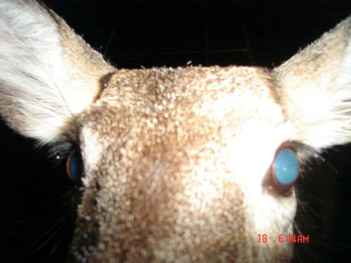 Close Up Whitetail Deer