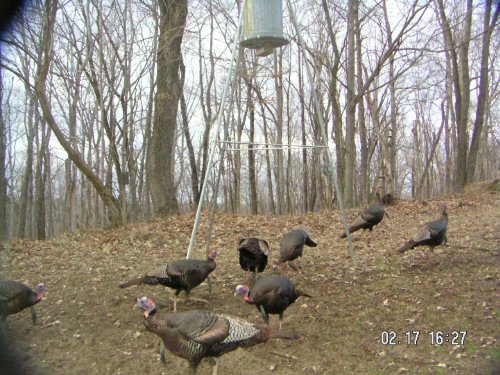 eight turkey gobblers