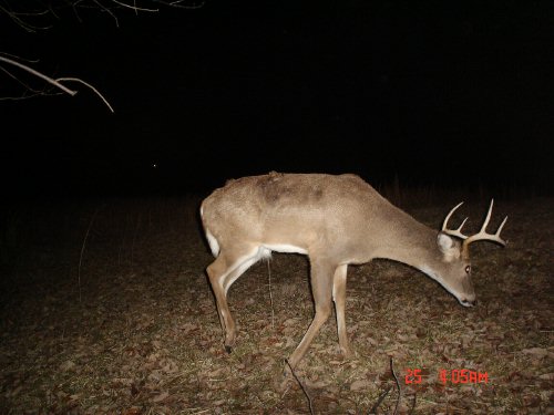 Seven point whitetail buck.