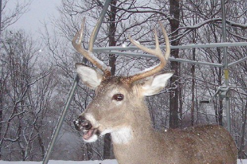 Whitetail buck with snow on its antlers