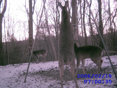 Standing whitetail deer.