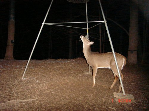 Whitetail deer looking at a deer feeder.