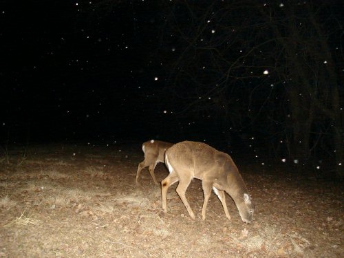 Big whitetail deer