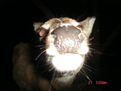 Close-up whitetail deer