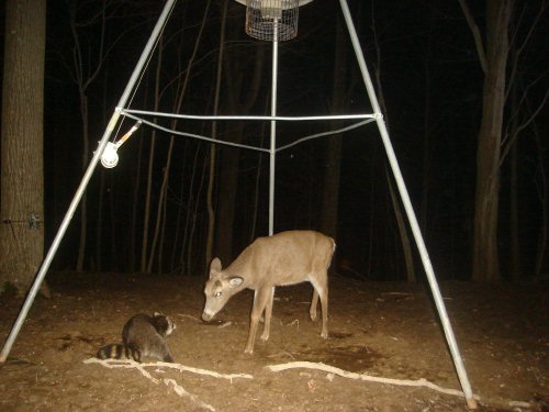 Whitetail deer and raccoon