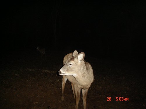 deer with eyes closed