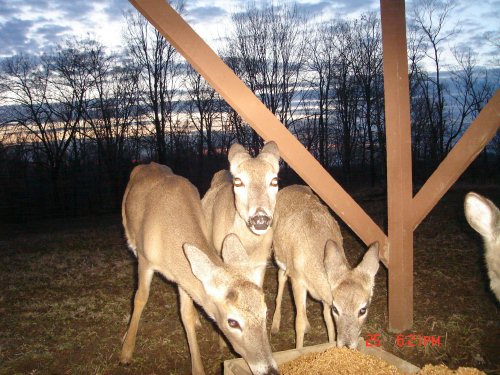 Feeding deer