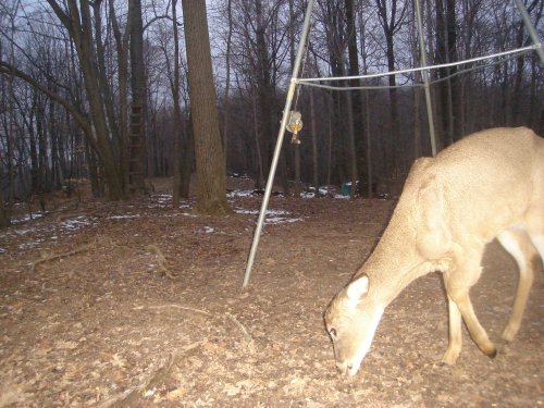 Buck with broken leg