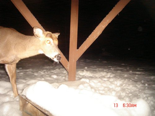 Feed trough buck