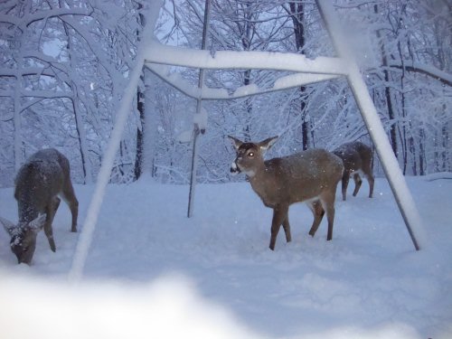 Deer in the snow