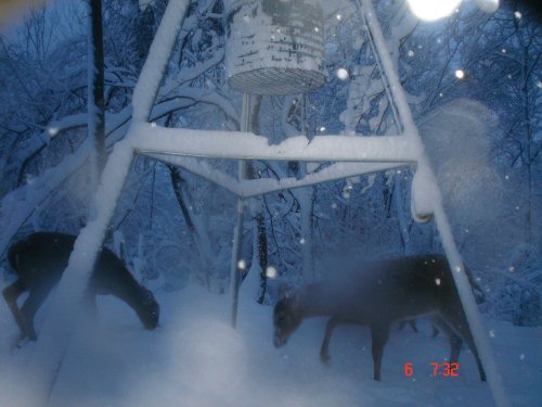 Whitetails in the snow