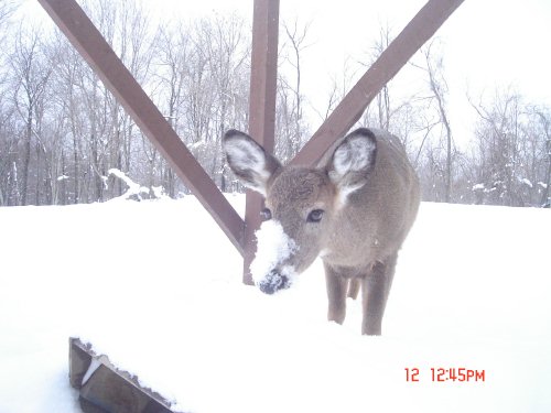 Deer with snowy nose