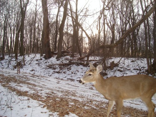 Whitetail Buck