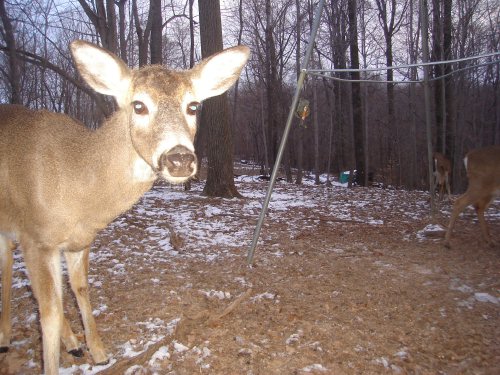 Whitetail Close Up