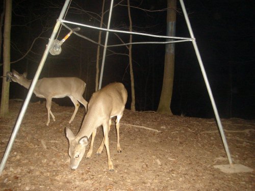 Deer Camera