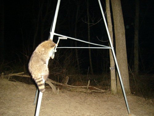 Raccoon picture