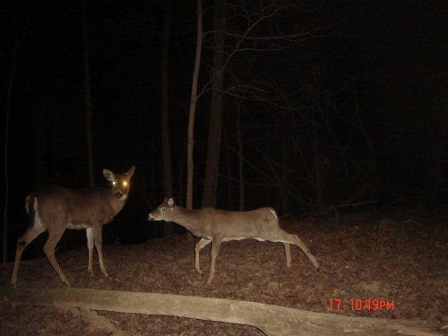 Stretching Deer