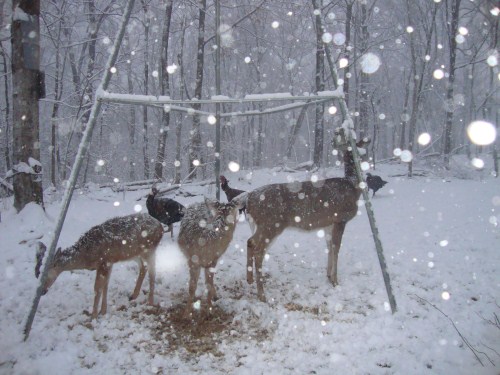 Whitetail deer in the snow