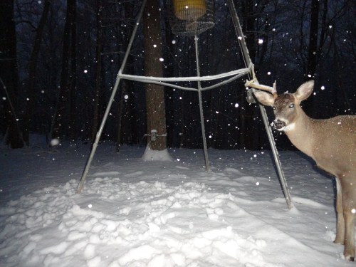 Whitetail buck in the snow