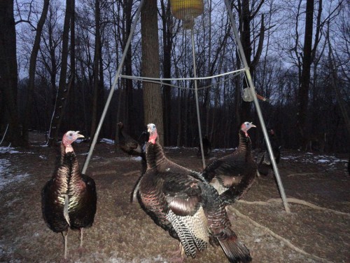 Turkey gobblers