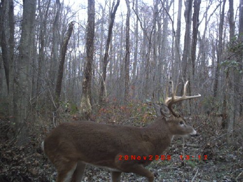 Thick necked eight point buck