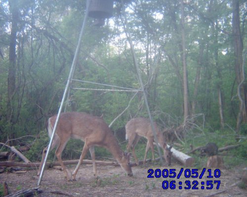 Whitetail bucks and a raccoon