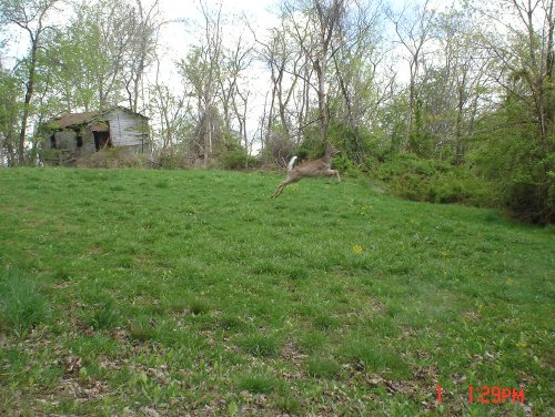 Whitetail deer in midair