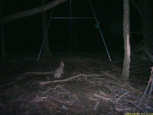 cottontail rabbit