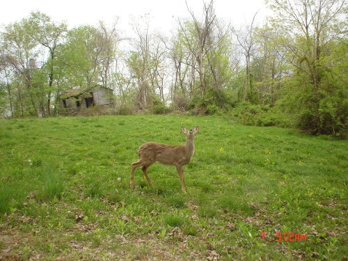 Whitetail doe scenting the wind.