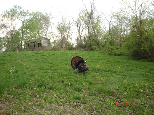 Strutting turkey gobbler