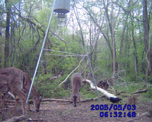 Two whitetail bucks in velvet