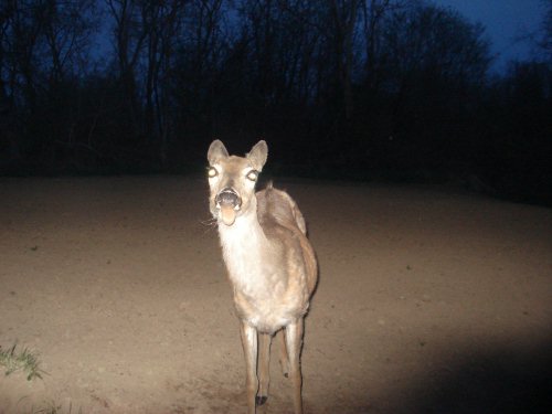 Licking whitetail deer