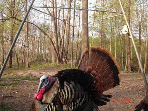 Turkey Gobbler fanned out