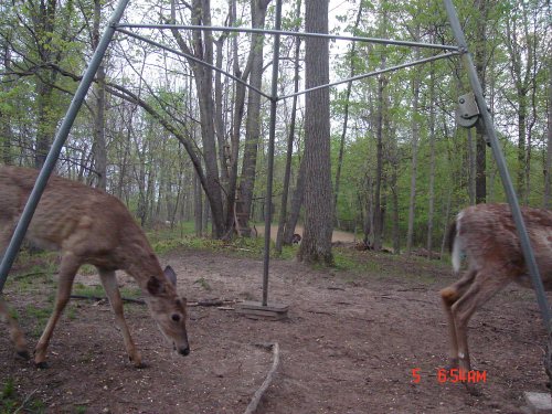 Whitetail buck