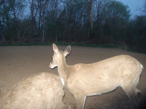 Wound on a whitetail deer