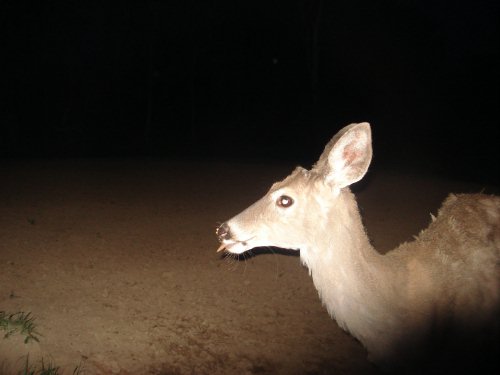 Young whitetail buck